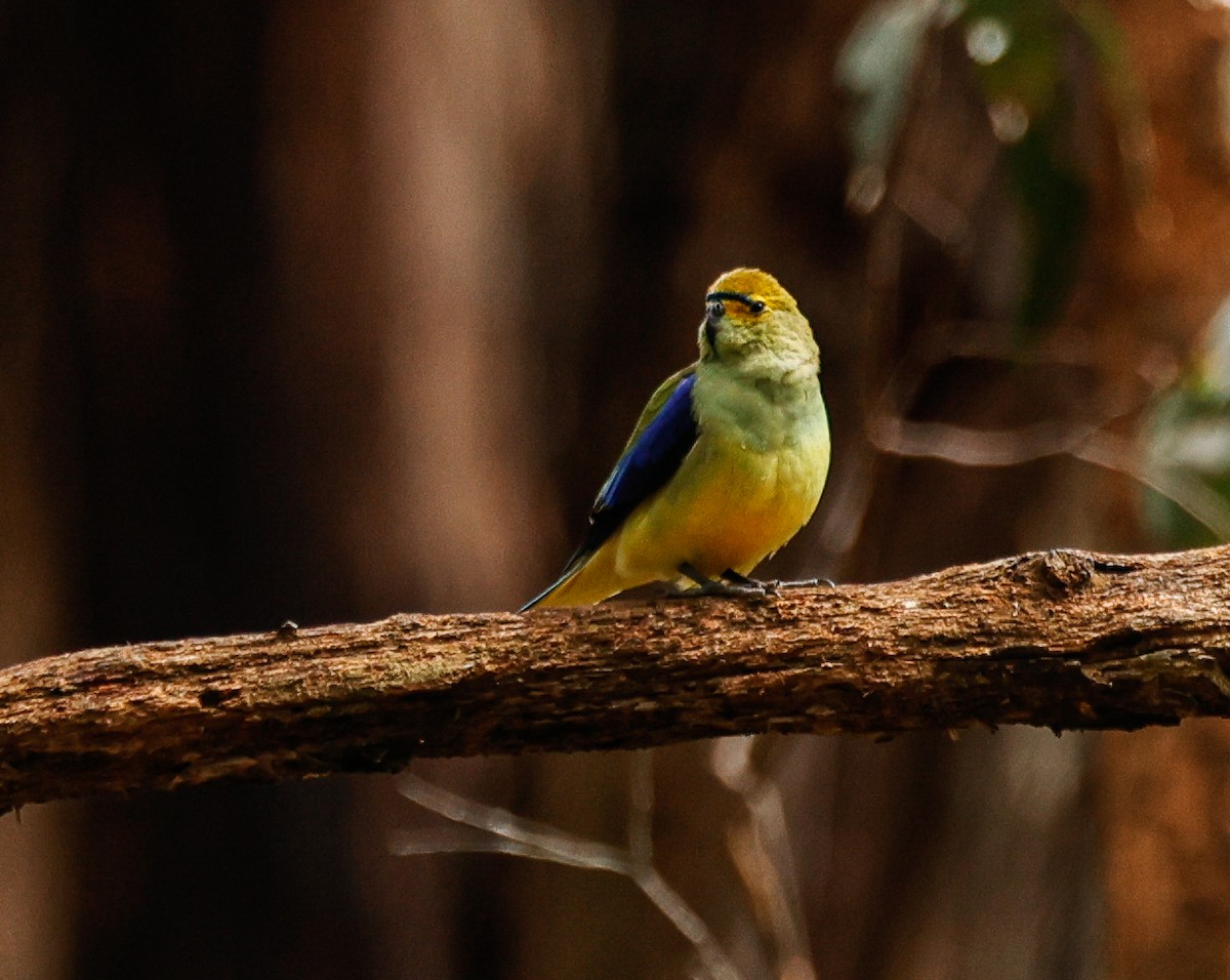 Папужка синьокрилий - ML644070958