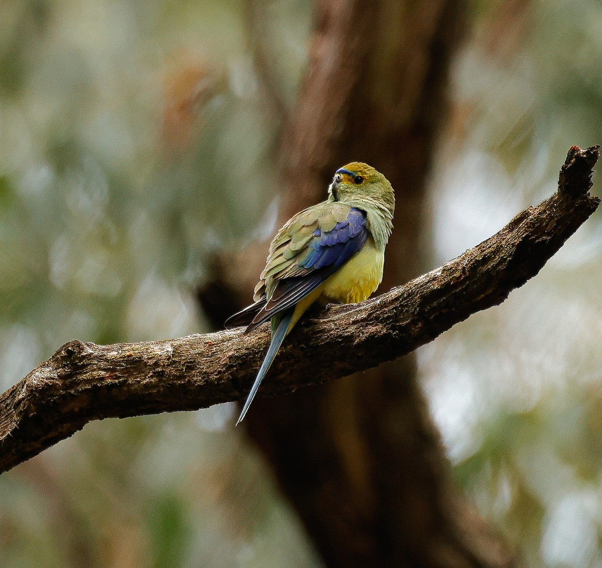 Папужка синьокрилий - ML644070959