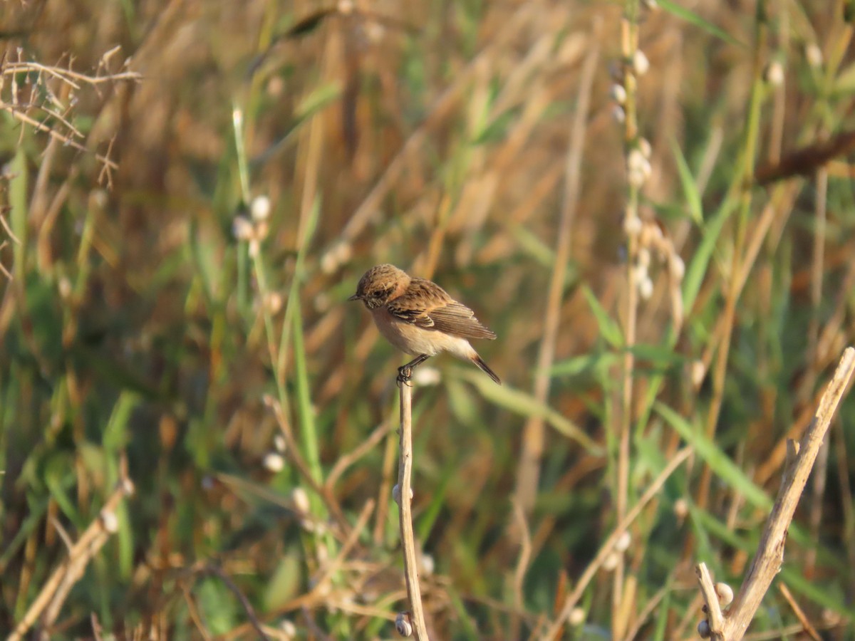 Siberian Stonechat - ML644070961