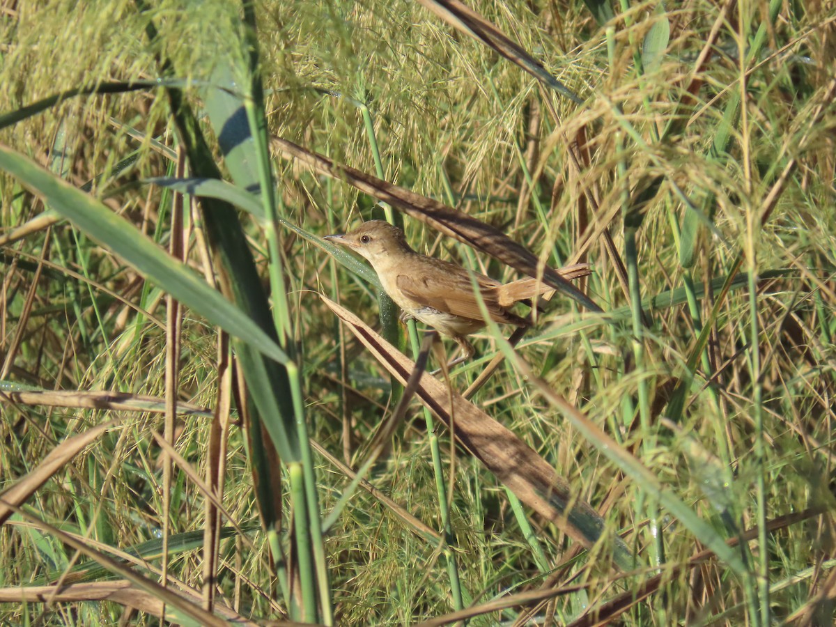 Great Reed Warbler - ML644070965