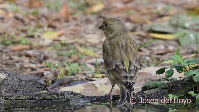 European Greenfinch - ML644070974