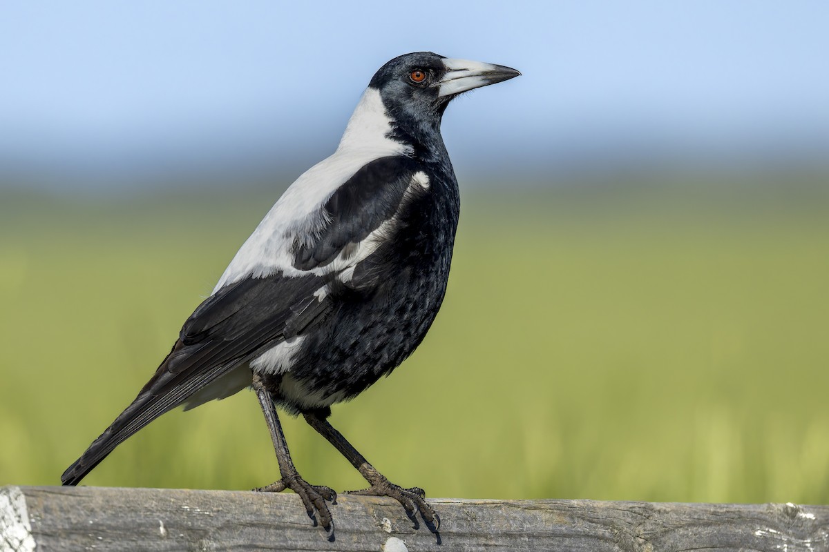 Australian Magpie - ML644070975