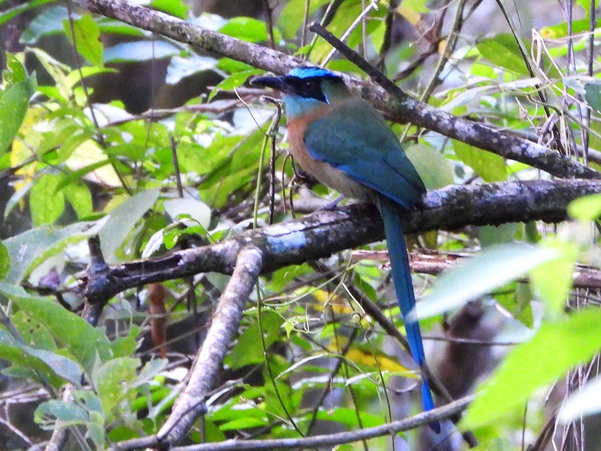 Lesson's Motmot - ML644070977
