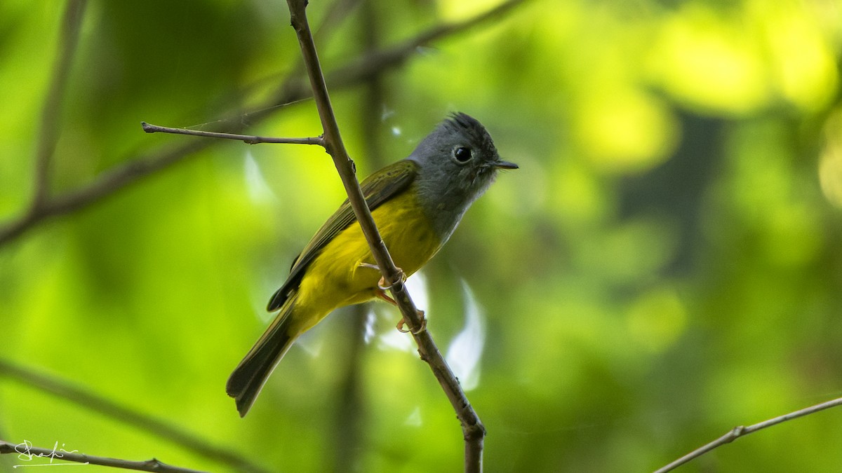 Gray-headed Canary-Flycatcher - ML644070978