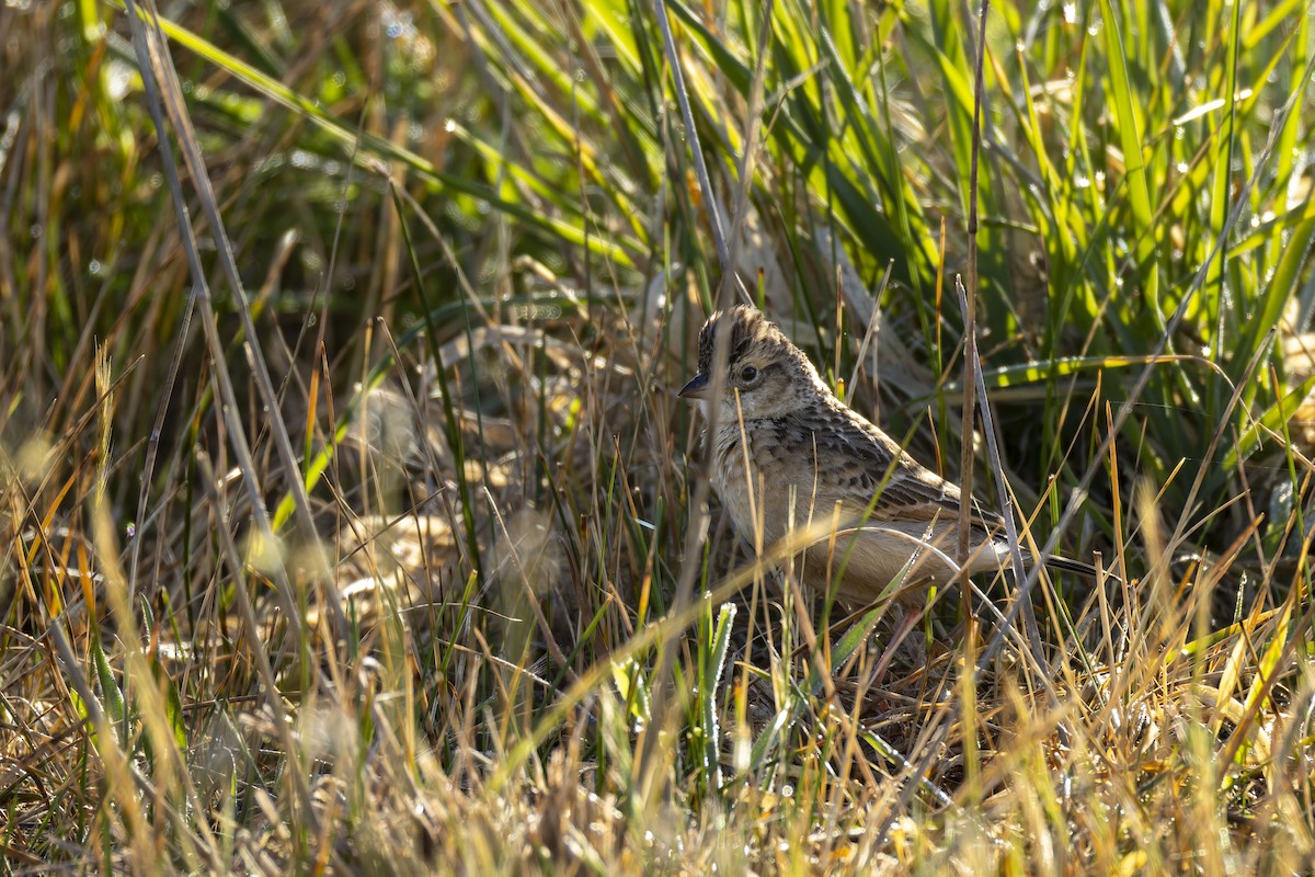 Singing Bushlark - ML644071031