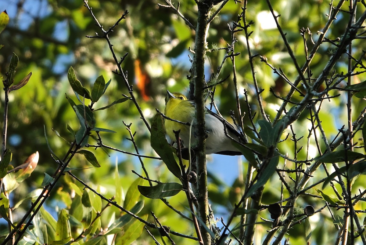 Sarı Gerdanlı Vireo - ML644071061