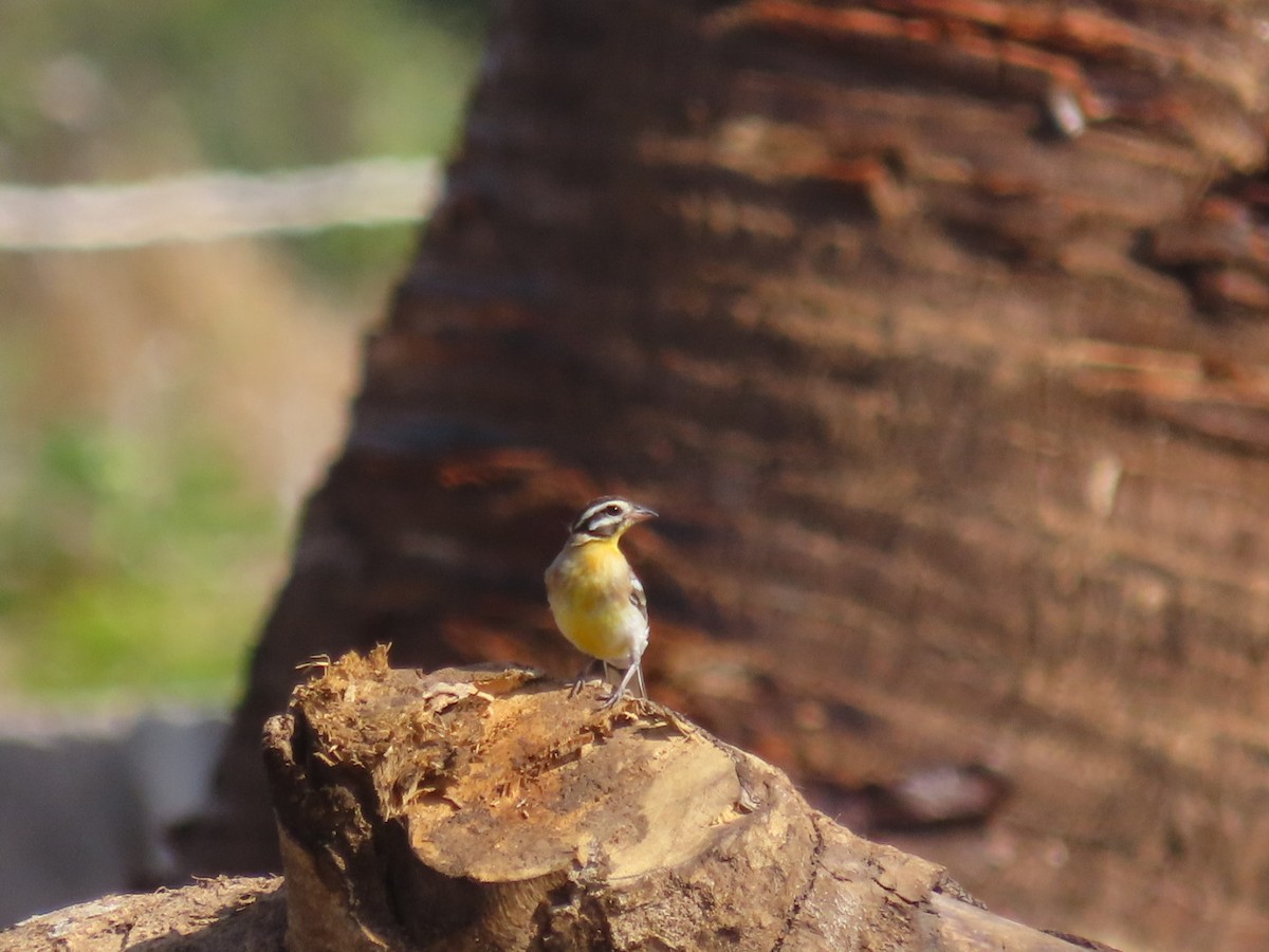 Golden-breasted Bunting - ML644071066
