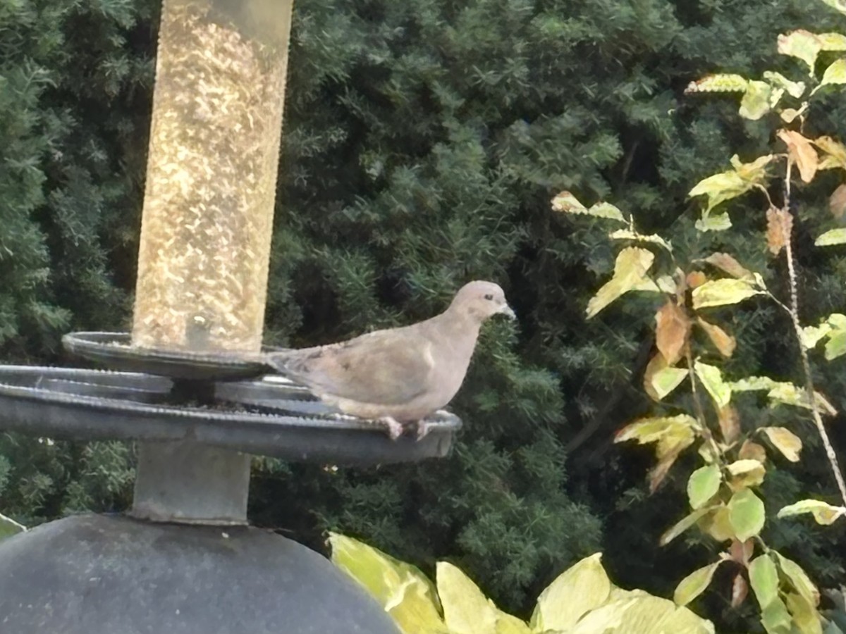 Mourning Dove - ML644071067