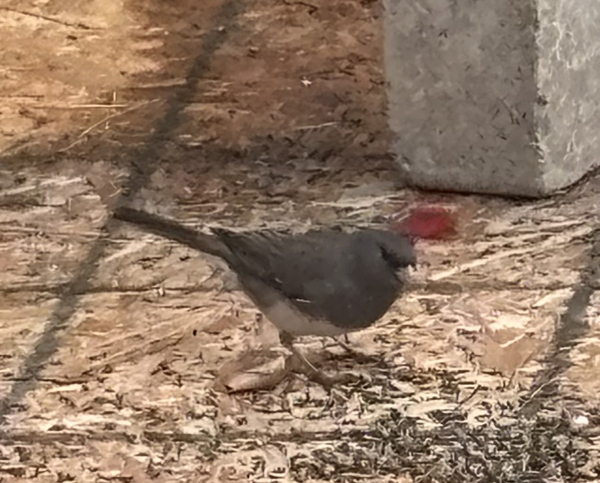 Dark-eyed Junco - ML644071076