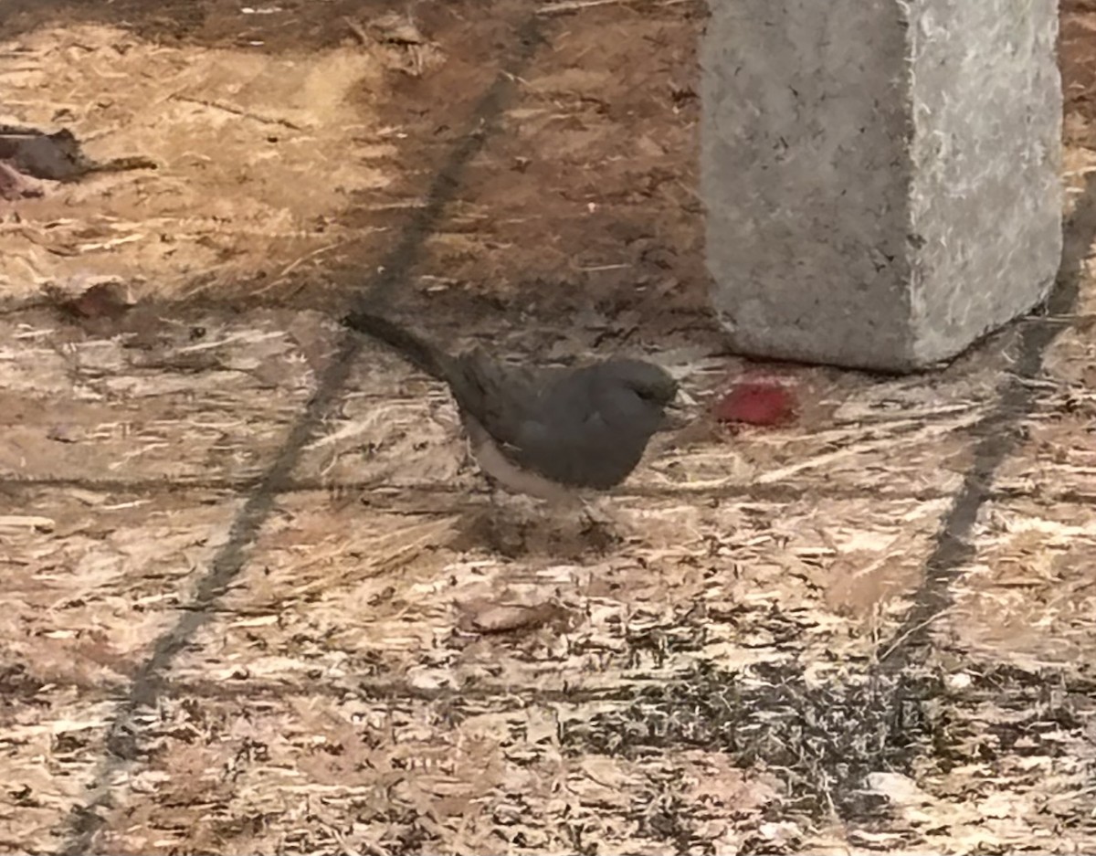 Dark-eyed Junco - ML644071077