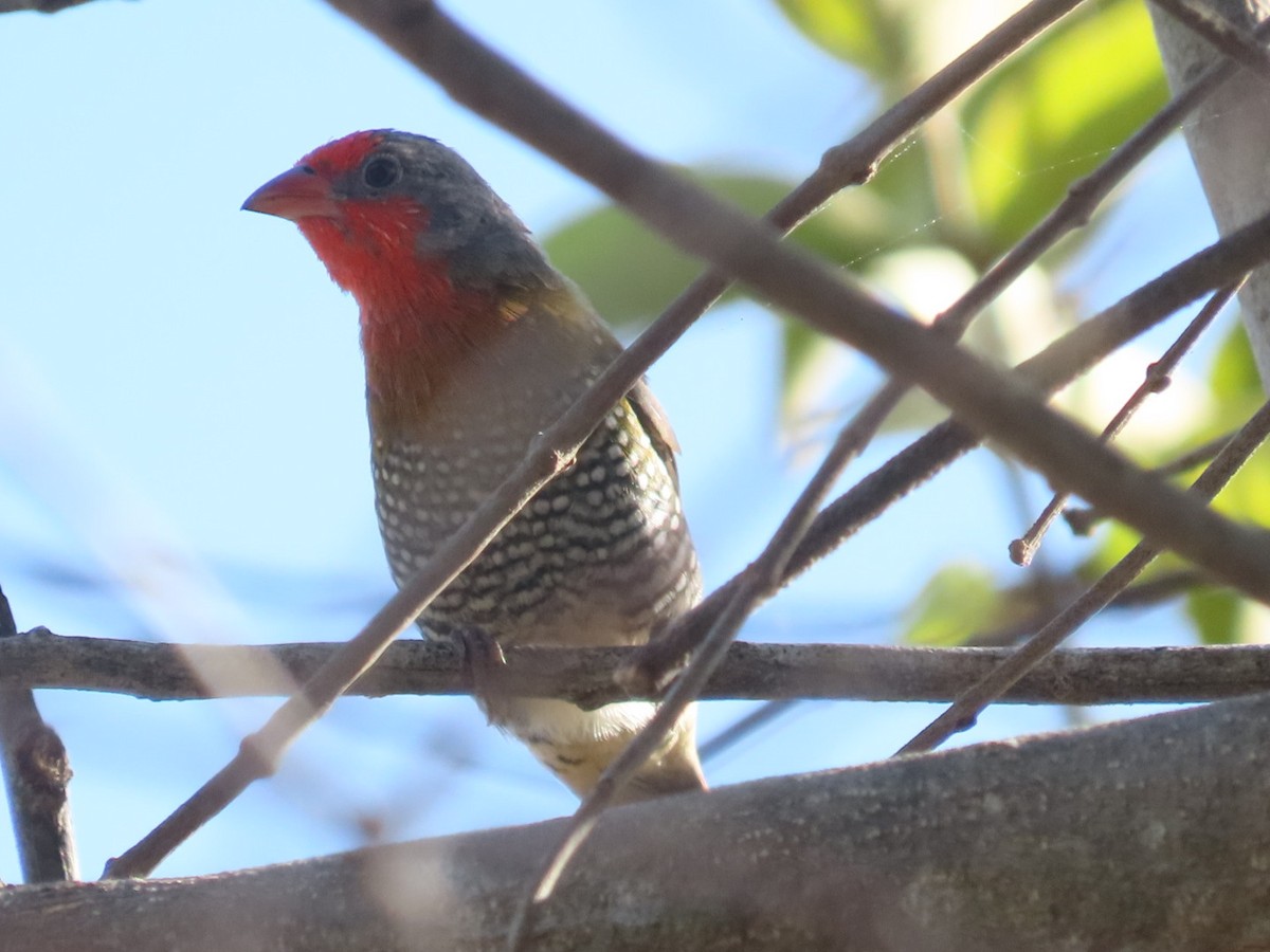 Green-winged Pytilia - ML644071088
