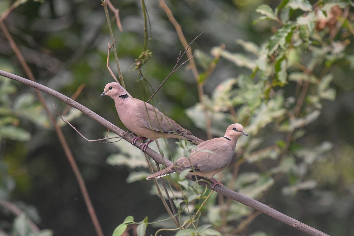 Vinaceous Dove - ML644071090