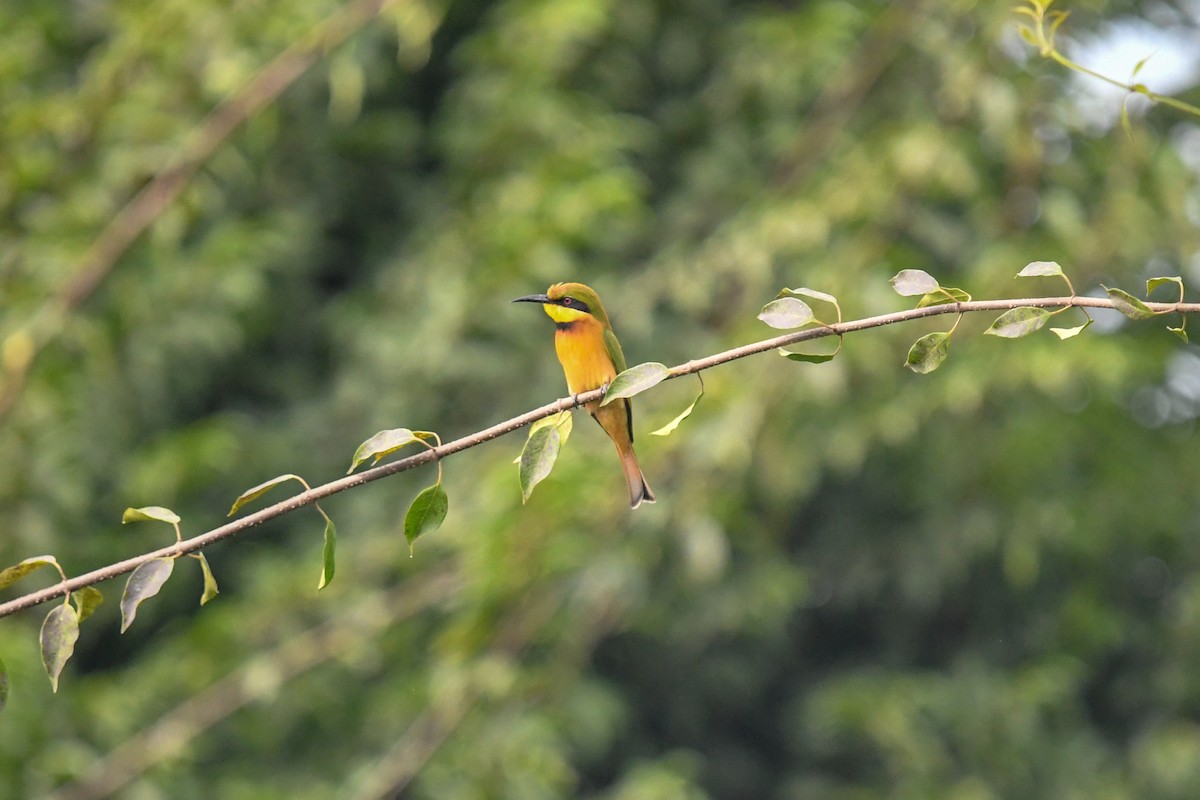 Little Bee-eater - ML644071093
