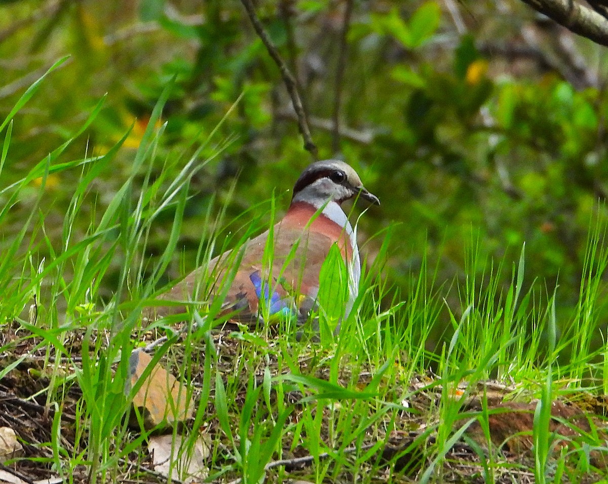holub pestrokřídlý - ML644071101