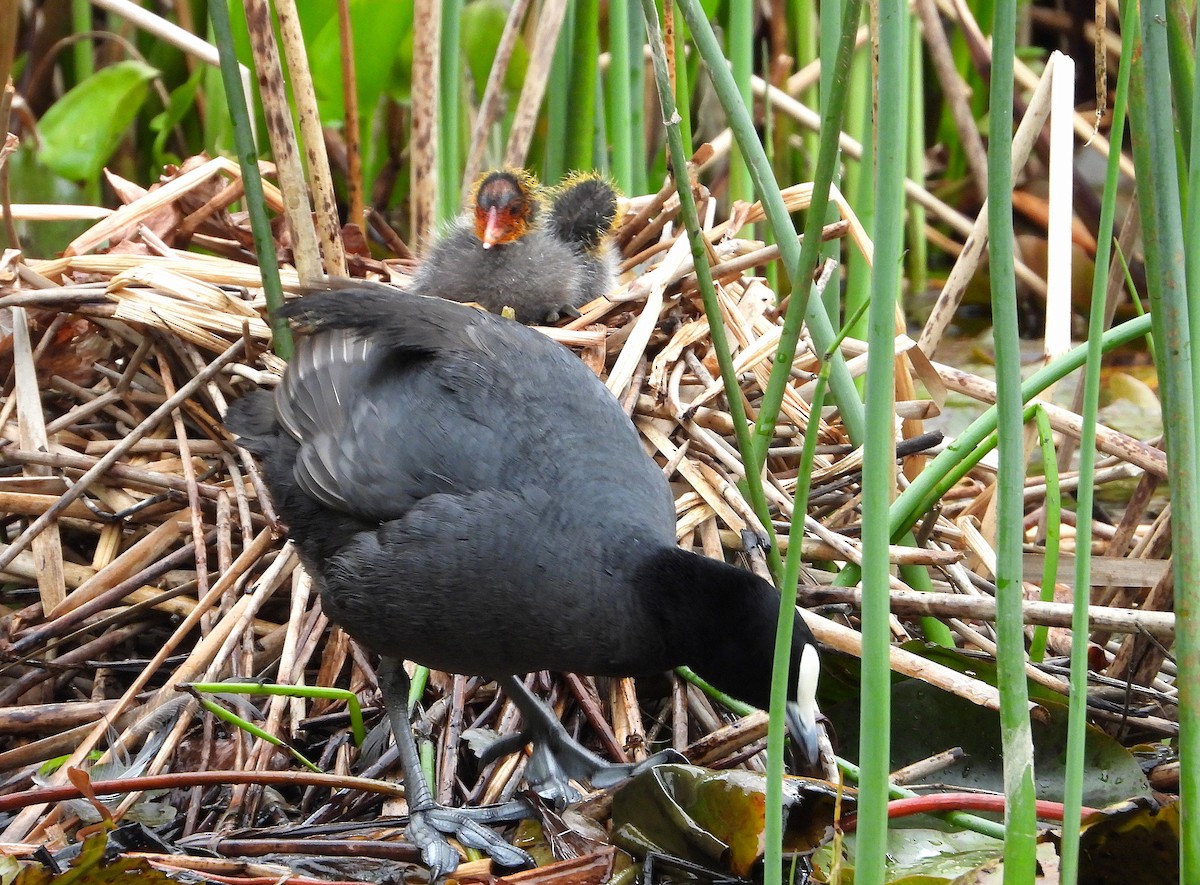 Халзан түнжүүр - ML644071106