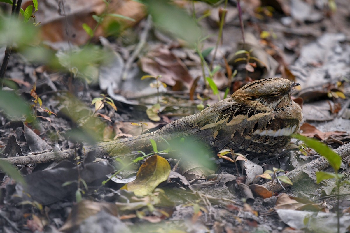Long-tailed Nightjar - ML644071107