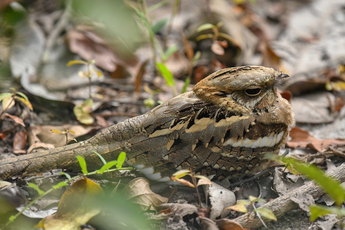 Long-tailed Nightjar - ML644071111