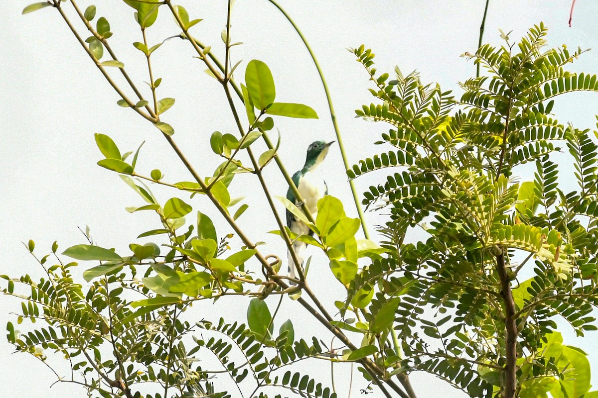 Klaas's Cuckoo - ML644071112