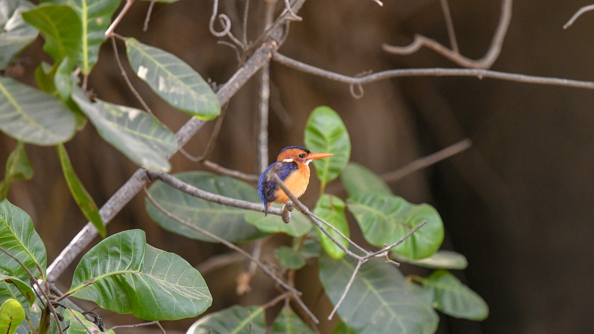 African Pygmy Kingfisher - ML644071113
