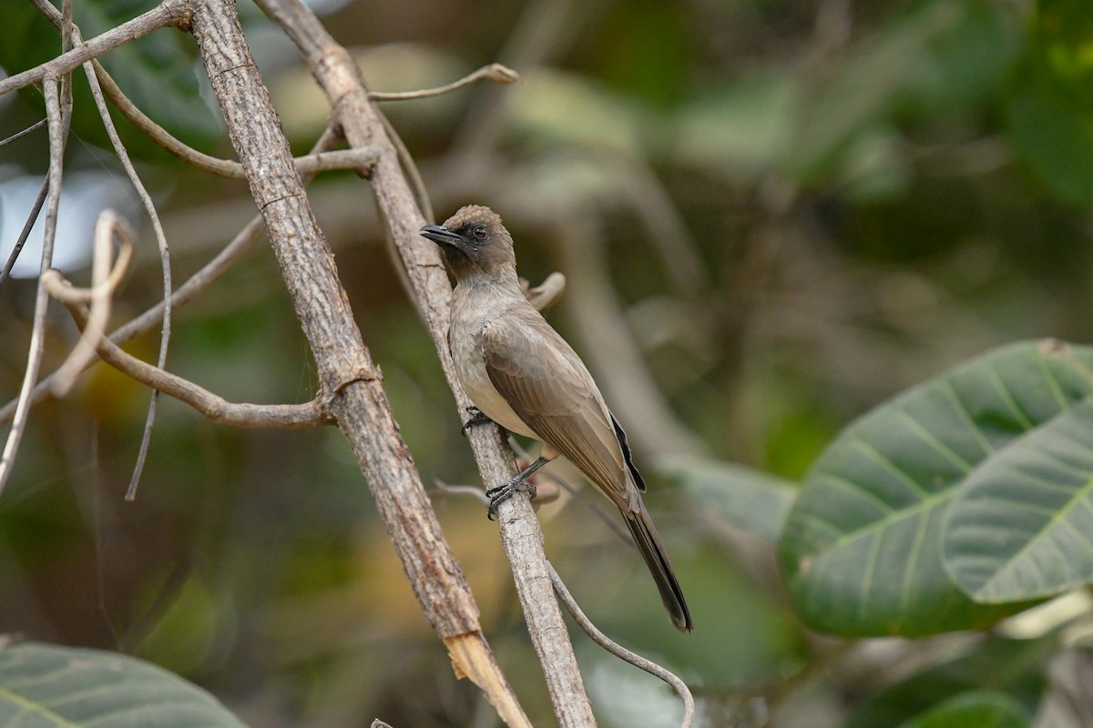 Common Bulbul (Common) - ML644071119