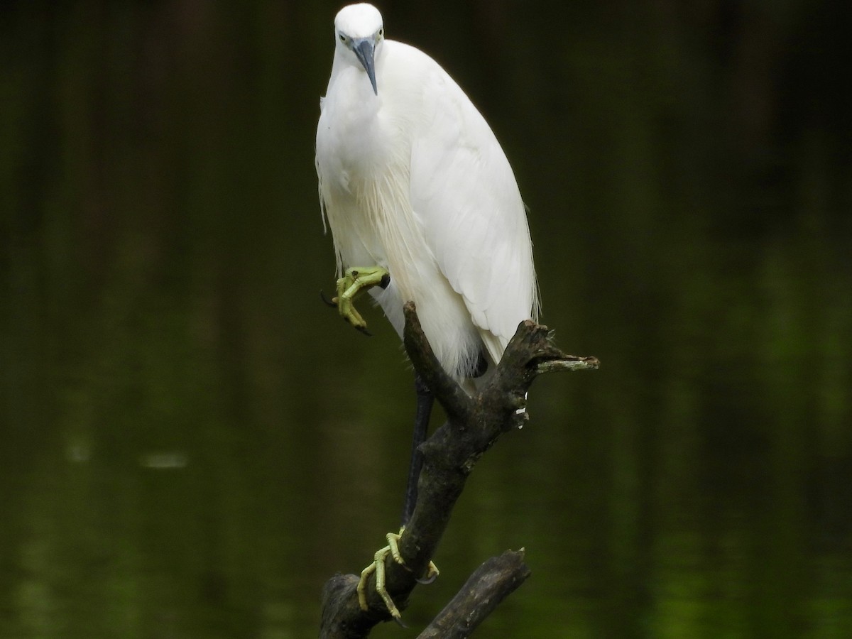 Little Egret - ML644071121