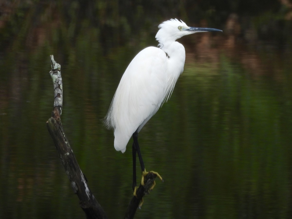 Little Egret - ML644071122