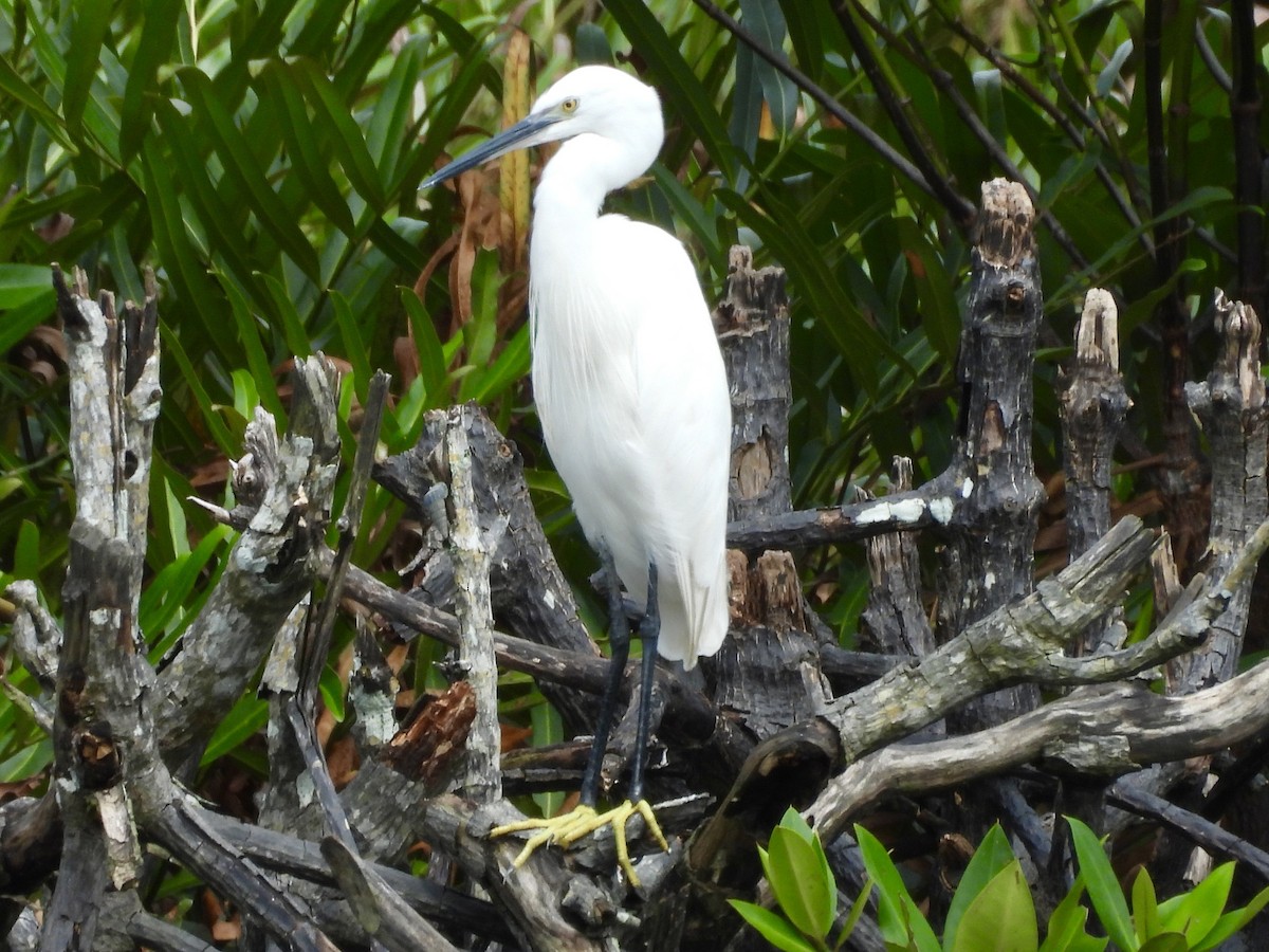 Little Egret - ML644071123