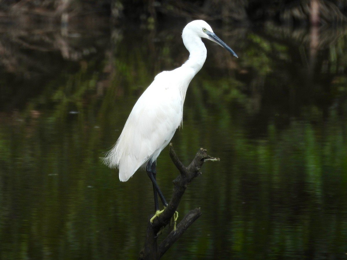 Little Egret - ML644071124