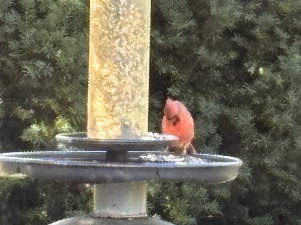 Northern Cardinal - ML644071125