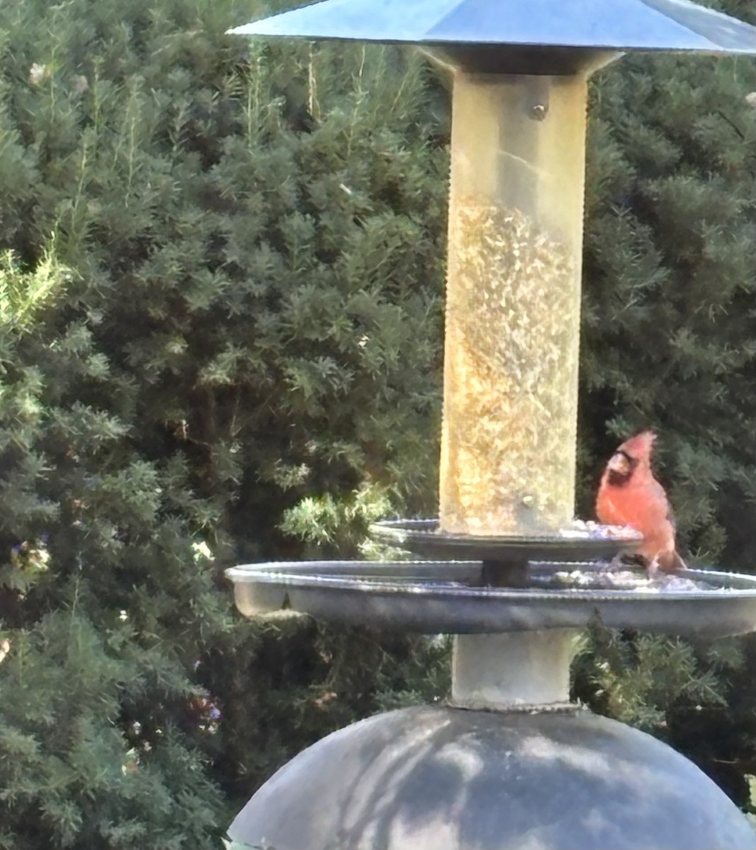 Northern Cardinal - ML644071126