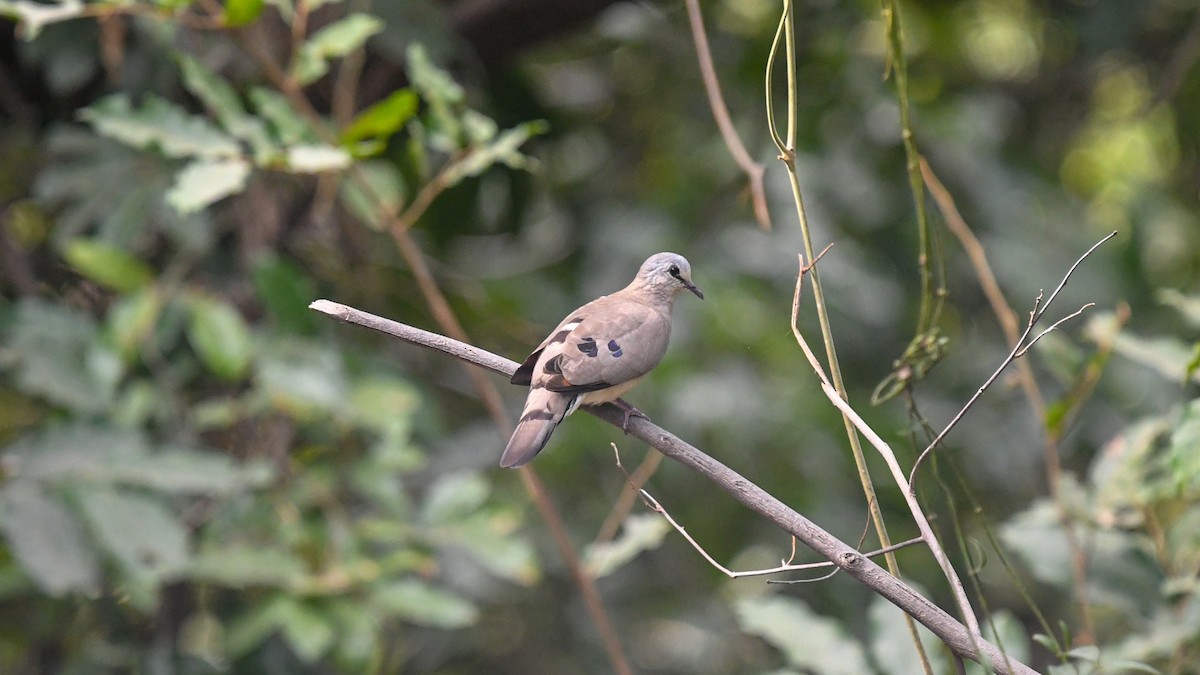 Black-billed Wood-Dove - ML644071127