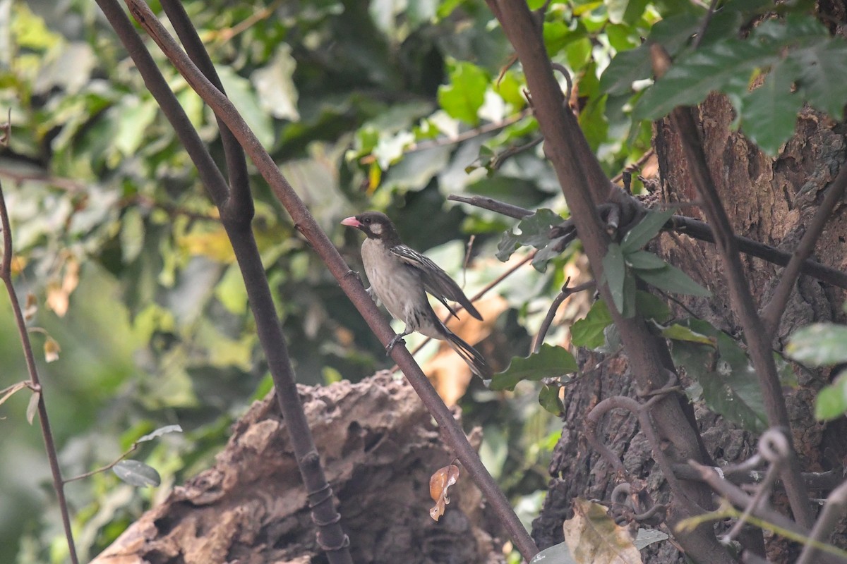 Greater Honeyguide - ML644071130
