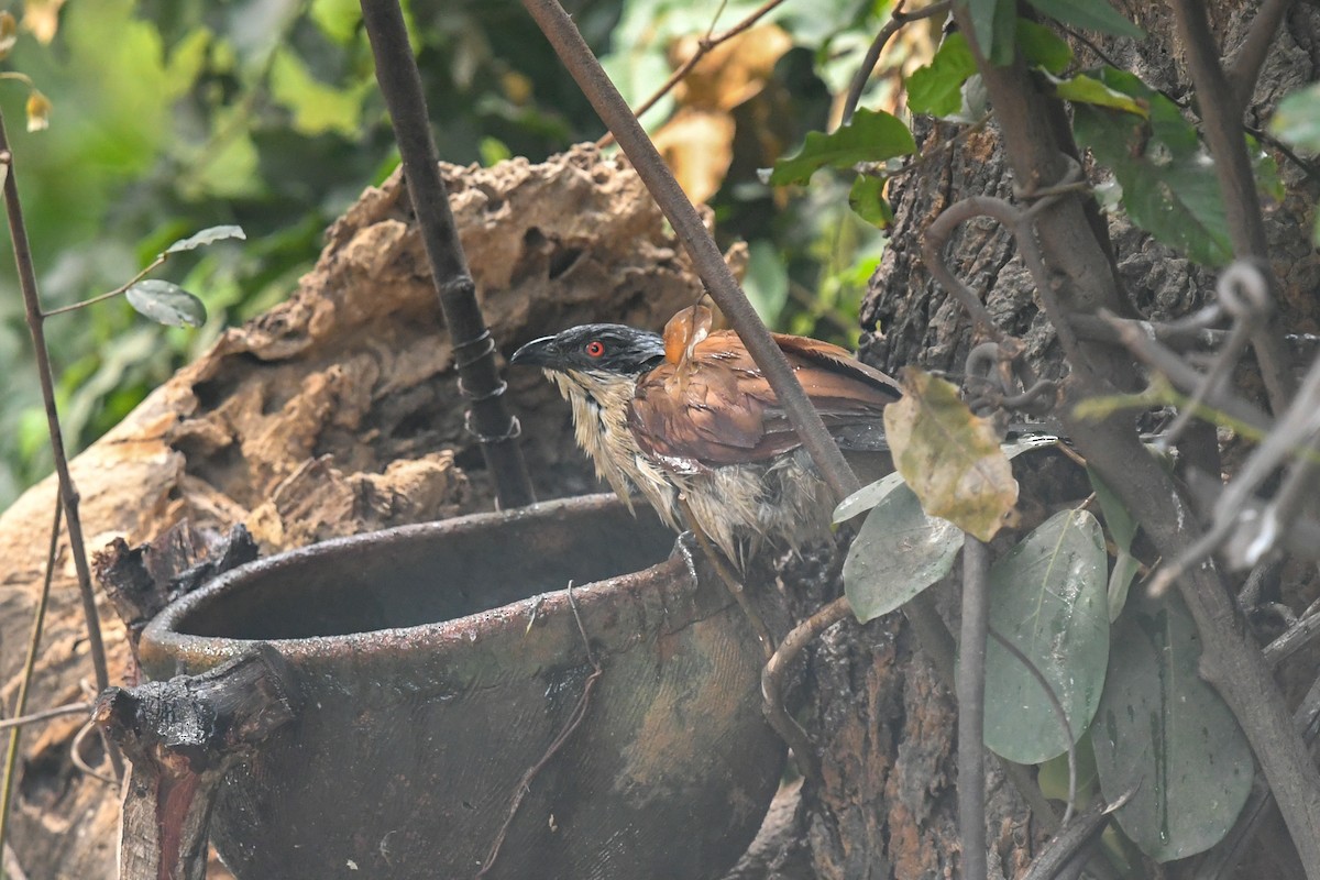 Senegal Coucal - ML644071133