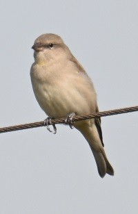 Moineau à gorge jaune - ML644071134