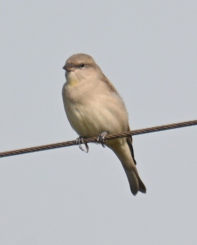 Moineau à gorge jaune - ML644071135