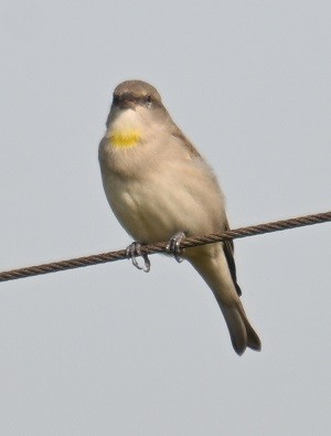 Moineau à gorge jaune - ML644071137