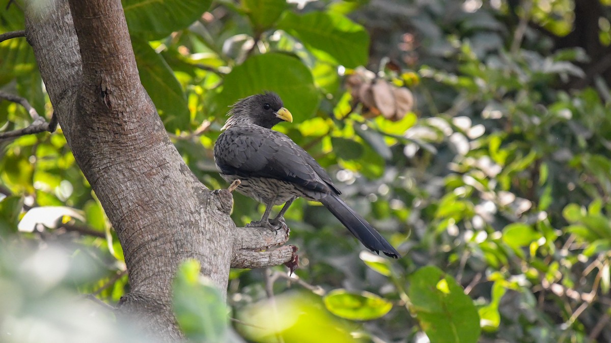 Western Plantain-eater - ML644071143