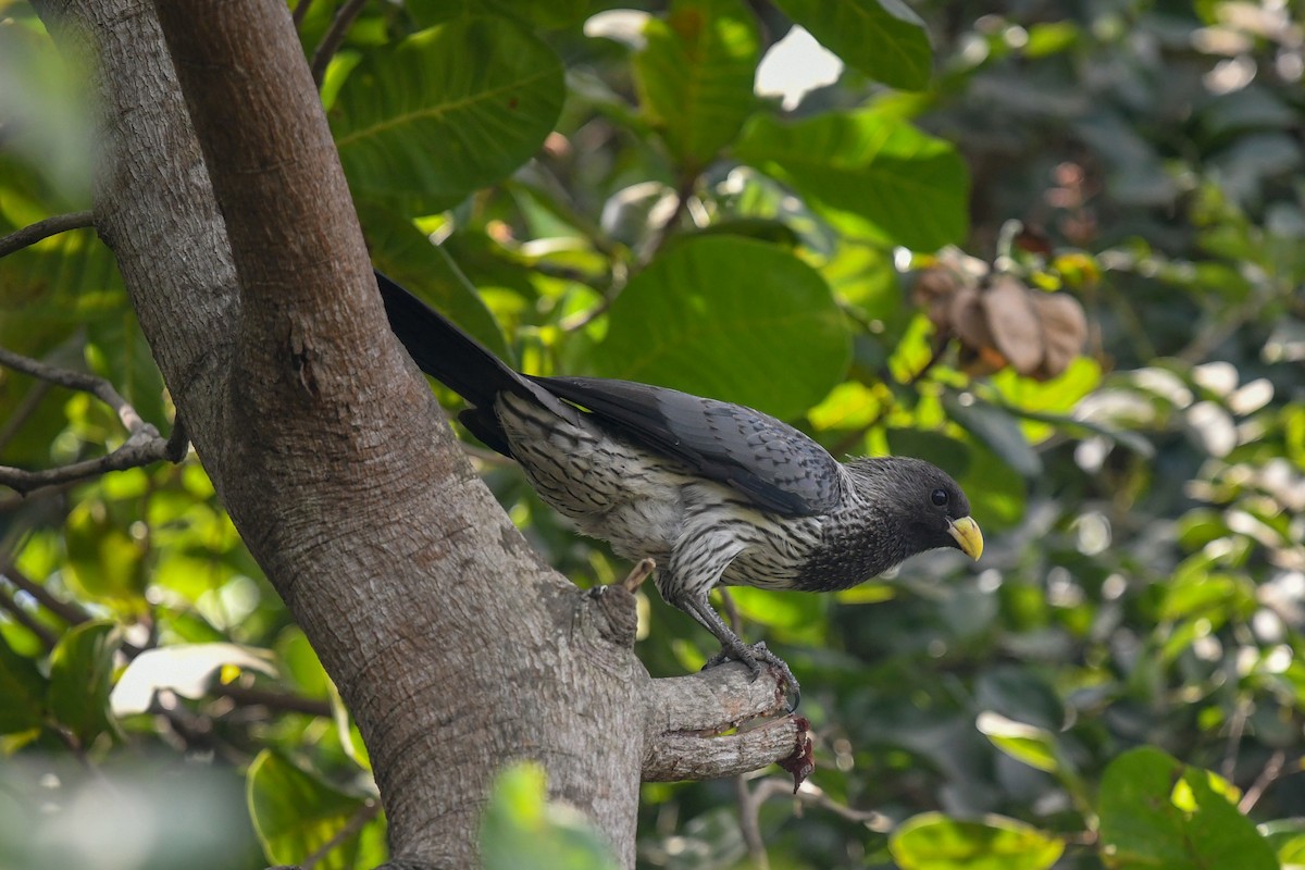 Western Plantain-eater - ML644071154