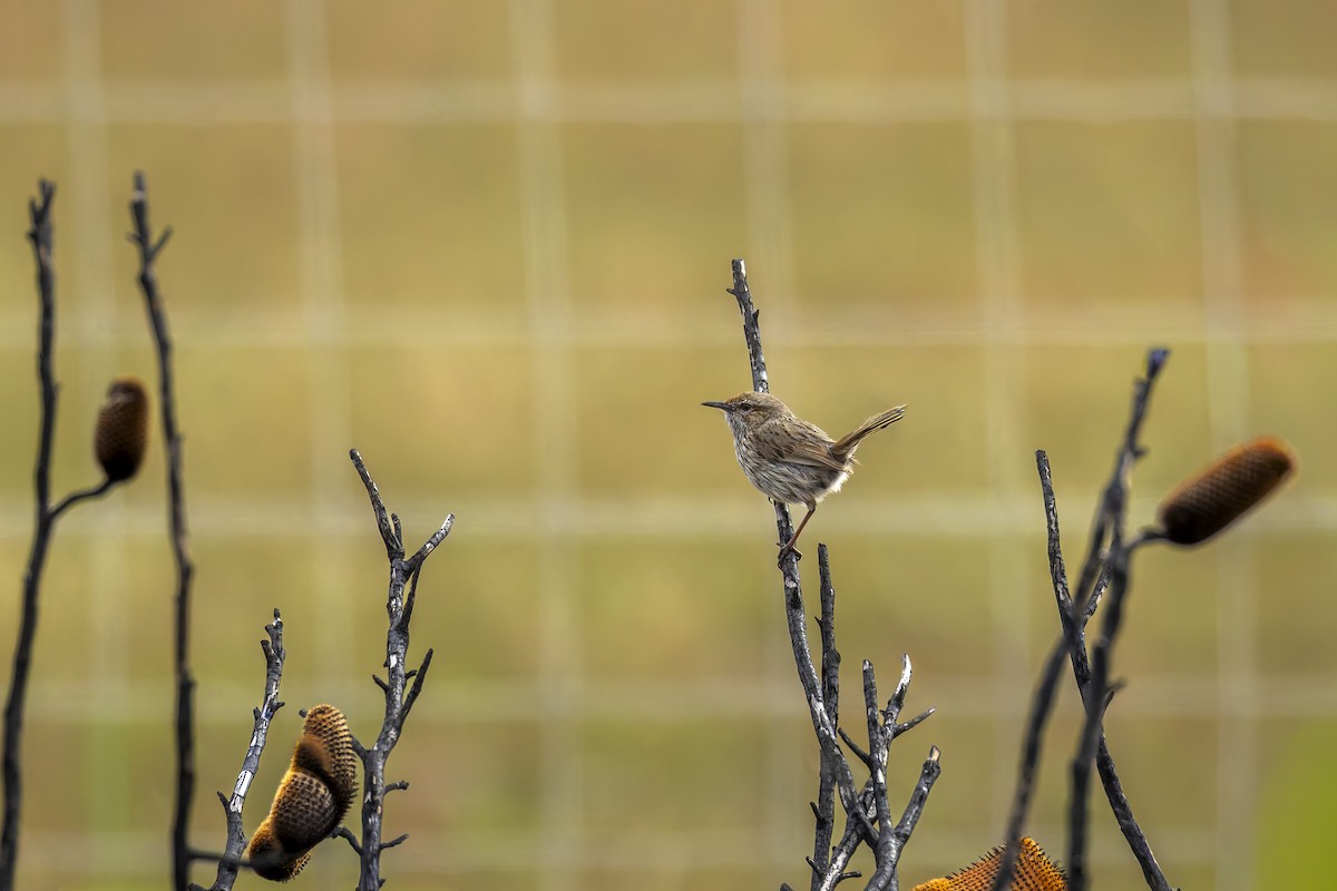 Rufous Fieldwren - ML644071156