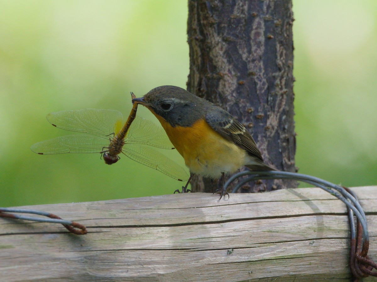 Pigliamosche mugimaki - ML644071160