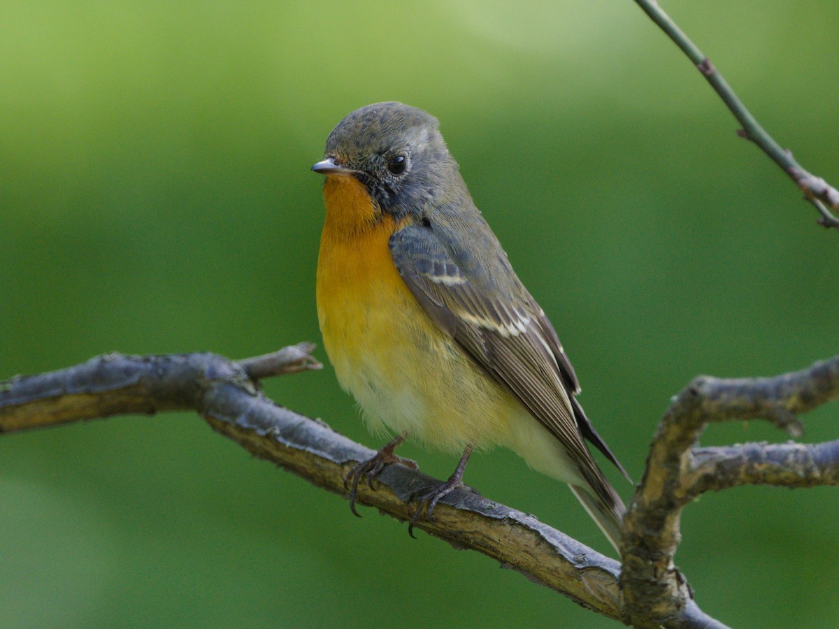 Pigliamosche mugimaki - ML644071162