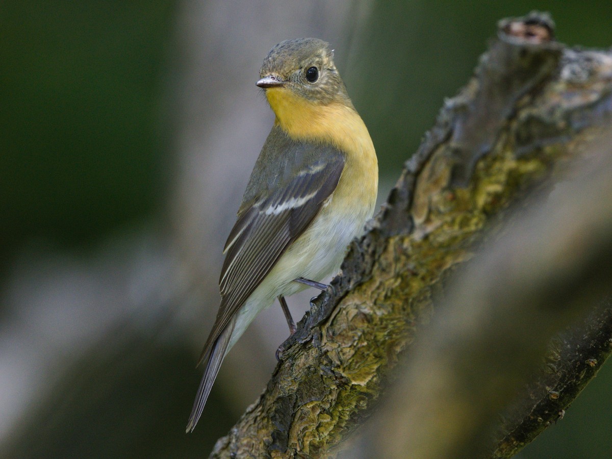 Pigliamosche mugimaki - ML644071163