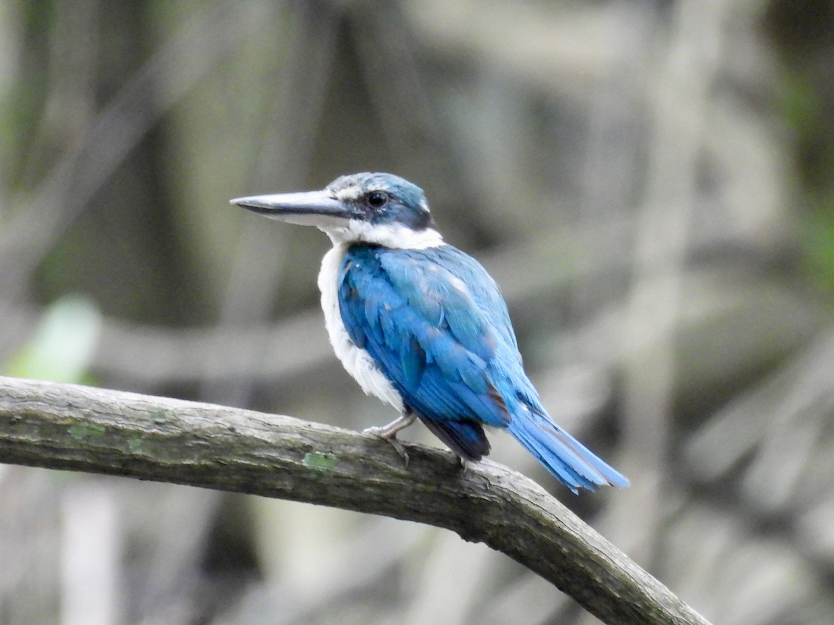 Collared Kingfisher - ML644071166