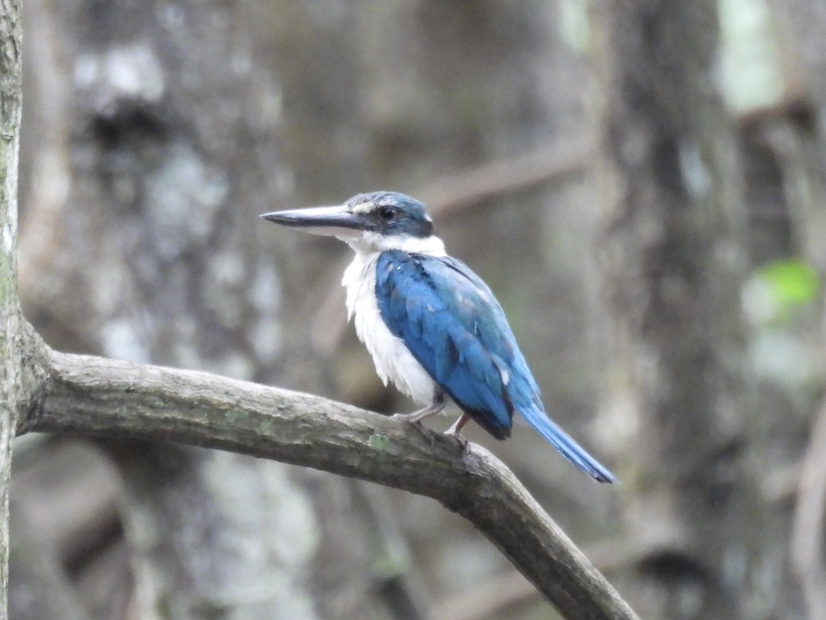 Collared Kingfisher - ML644071167