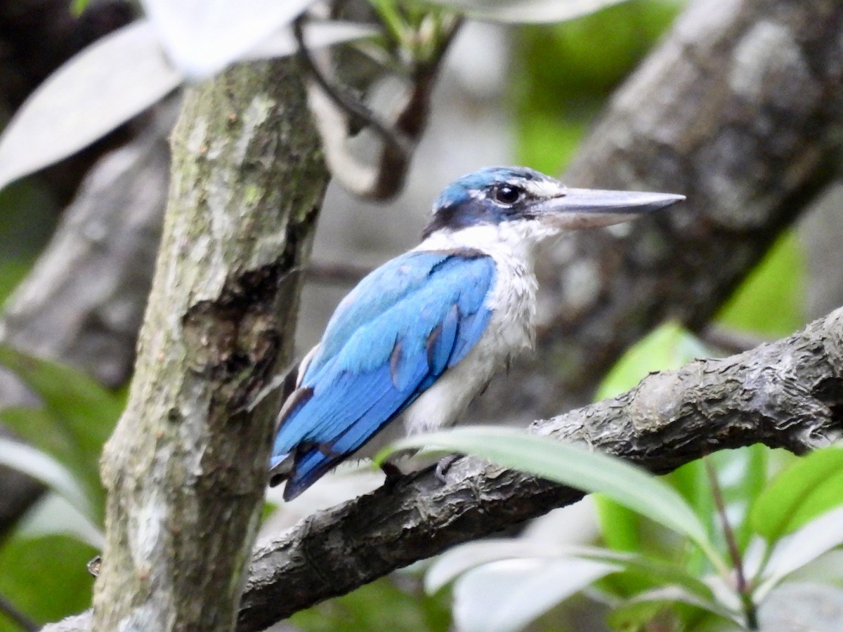 Collared Kingfisher - ML644071168