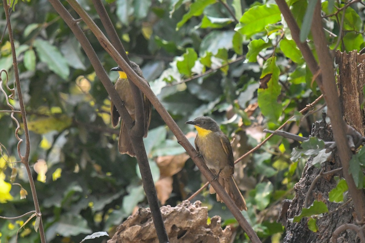 Yellow-gorgeted Greenbul - ML644071171