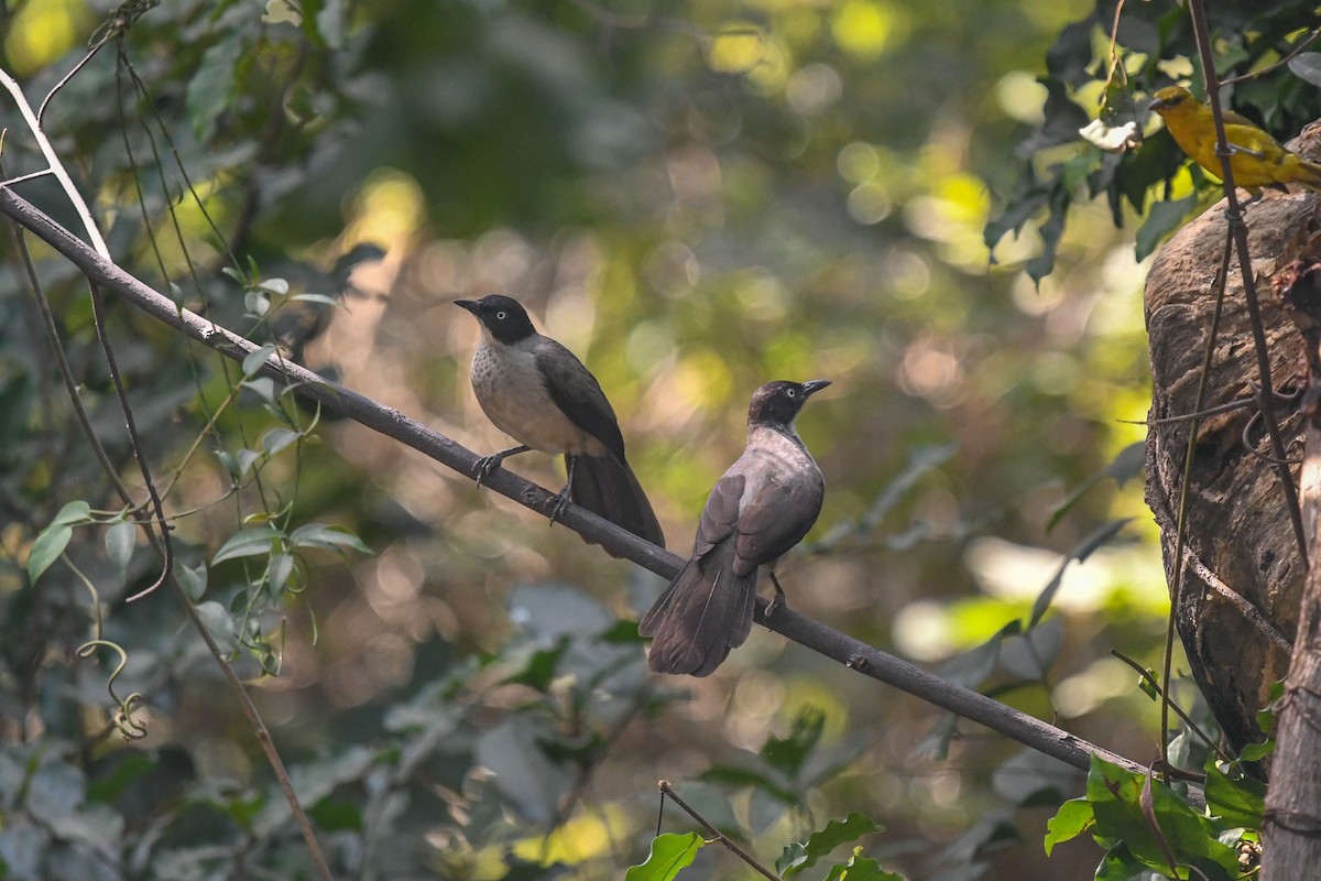 Blackcap Babbler - ML644071175