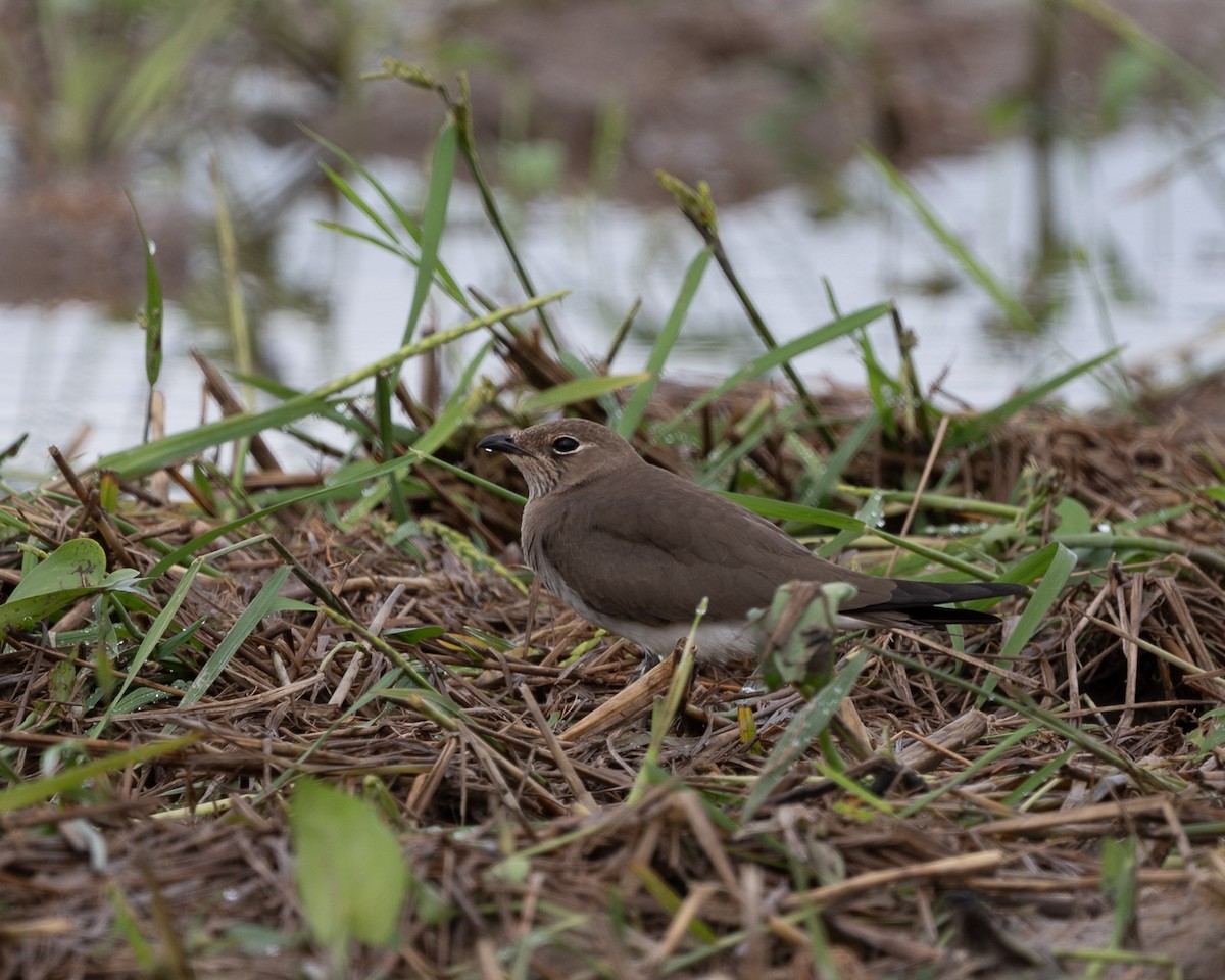 Oriental Pratincole - ML644071177