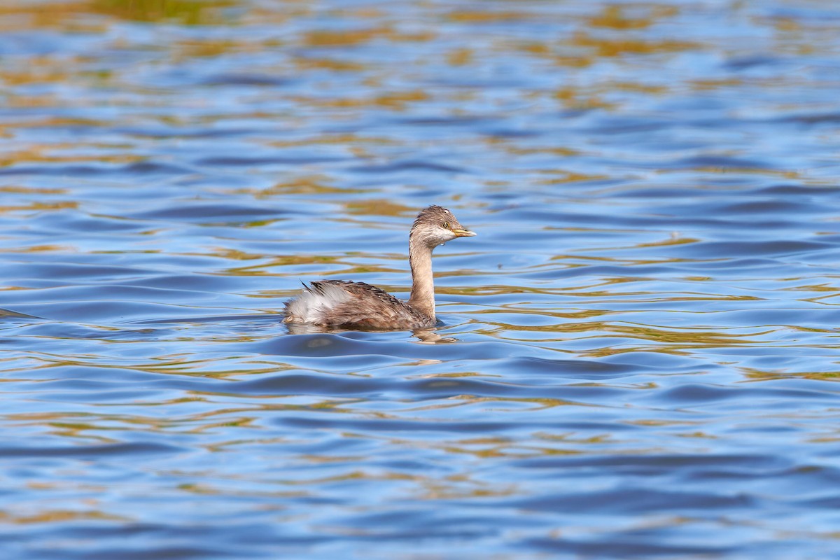 Hoary-headed Grebe - ML644071178