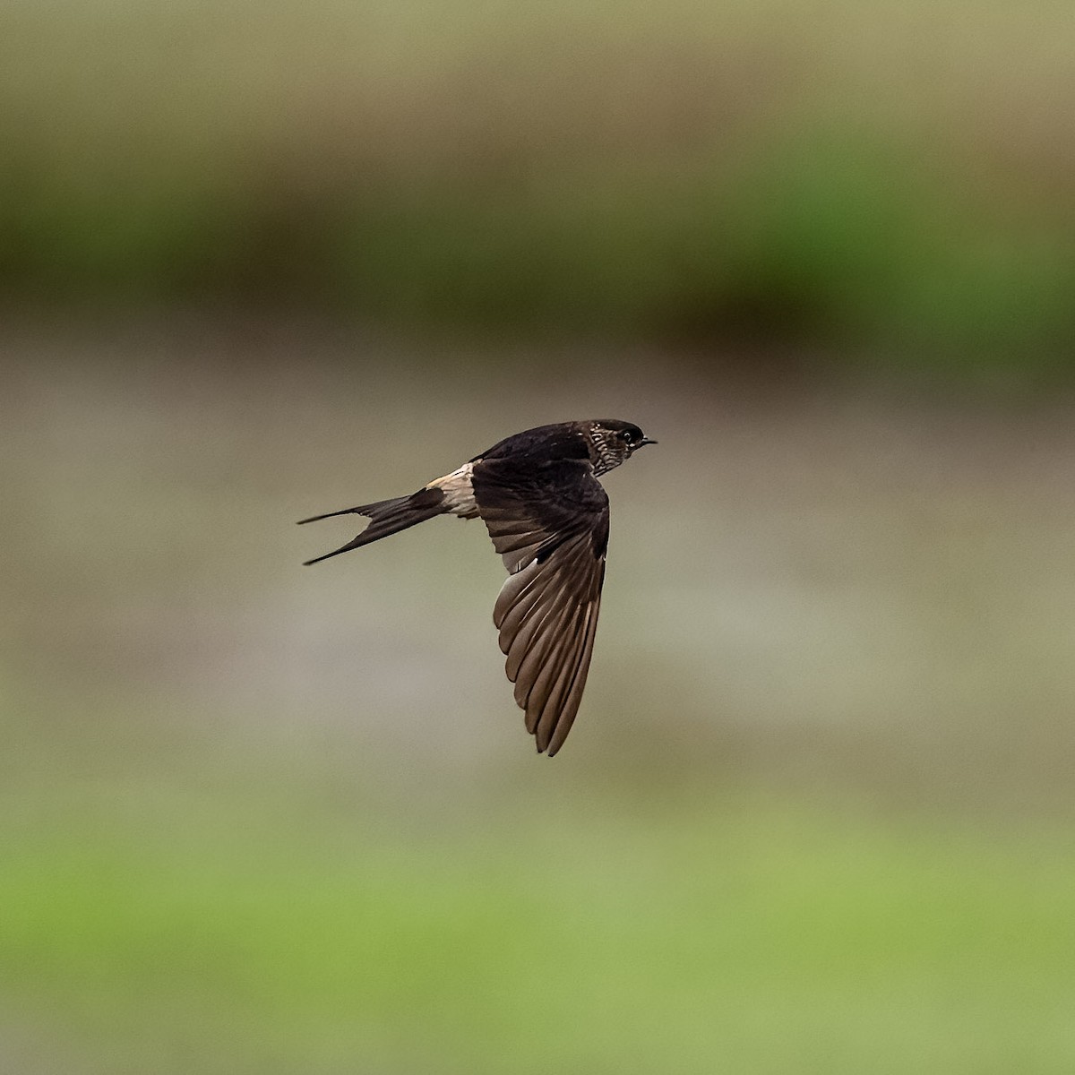 Eastern Red-rumped Swallow - ML644071180